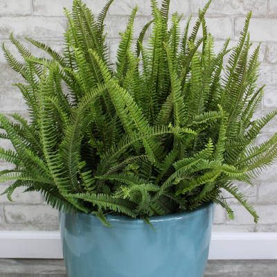 Kimberly Queen Fern