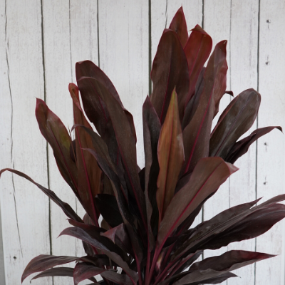 Cordyline