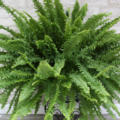 Boston Fern