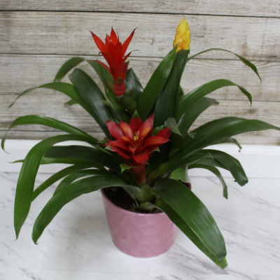 Bromeliad