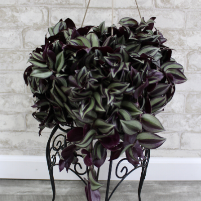 Wandering Jew