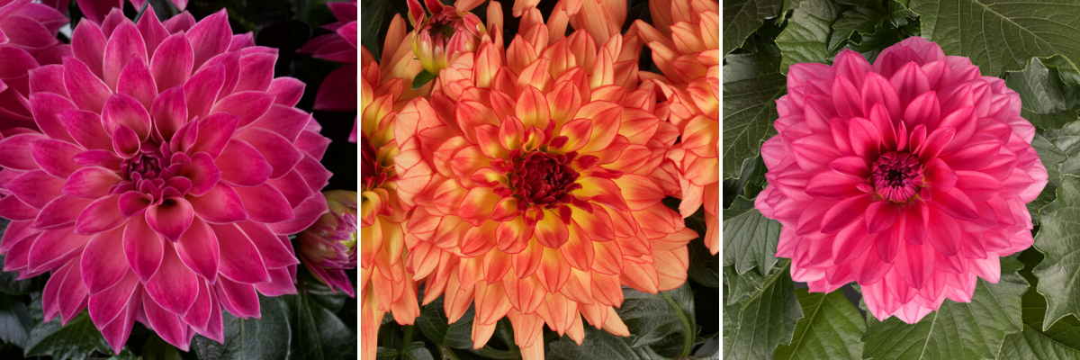 Dahlias