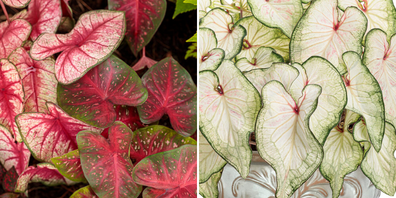 Caladiums