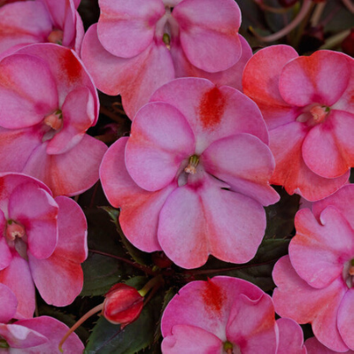 SunPatiens