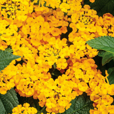 Goldengate Lantana